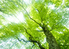 人間としての幹を太くする